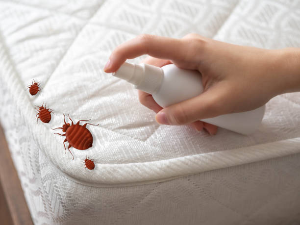 Best Indoor Pest Control  in Bellmawr, NJ